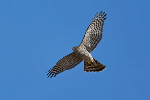 Euraziatische Sparrowhawk Vlucht Met Blauwe Luchten Achtergrond — Stockfoto