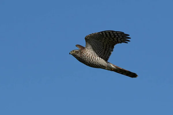 Euraziatische Sparrowhawk Vlucht Met Blauwe Luchten Achtergrond — Stockfoto