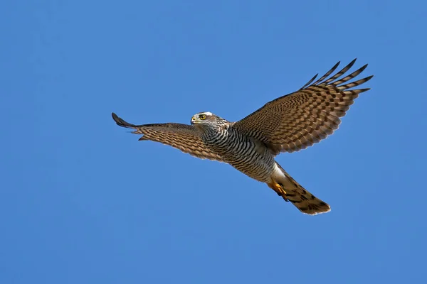 欧亚麻雀在空中飞翔 蓝天为背景 — 图库照片