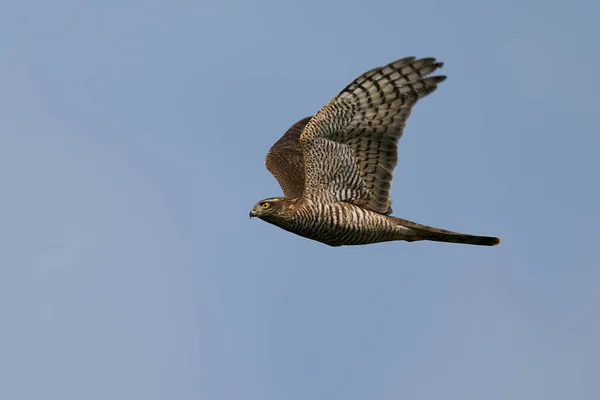 Euraziatische Sparrowhawk Vlucht Met Blauwe Luchten Achtergrond — Stockfoto