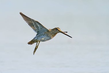 Doğal ortamında uçmakta olan yaygın çulluk (Gallinago gallinago)