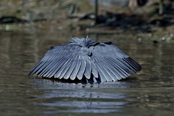 Чорна Чапля Egretta Ardesiaca Природному Середовищі Проживання Гамбії — стокове фото