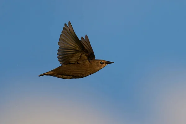 Juvenile Common Starling Flight Blue Skies Background — Stock Photo, Image