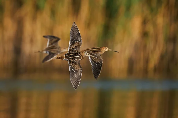 Bekassine Gallinago Gallinago Flug Ihrer Natürlichen Umgebung — Stockfoto