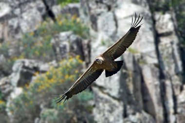 Griffon akbabası (Gyps fulvus) doğal ortamında