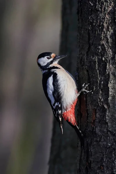 Great Spotted Woodpecker Looking Food Tree Trunk — Stock Photo, Image