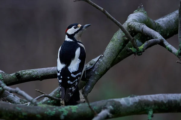 Great Spotted Woodpecker Its Natural Habitat Denmark — Stock Photo, Image