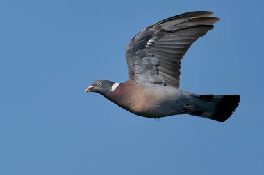 Uçarken arka planda mavi gökyüzü ile ortak ahşap güvercin (Columba palumbus)