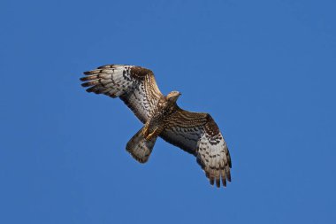 Avrupa bal şahini uçuyor. Arka planda mavi gökyüzü var.