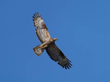 Avrupa bal şahini uçuyor. Arka planda mavi gökyüzü var.