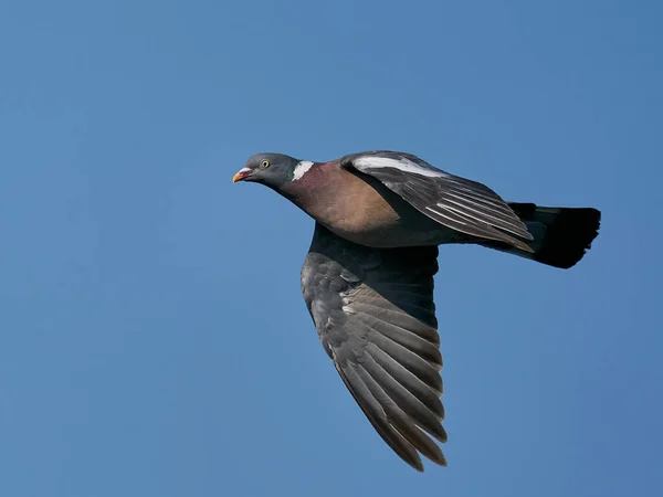 Gołąb Zwyczajny Columba Palumbus Locie Niebieskim Niebem Tle — Zdjęcie stockowe