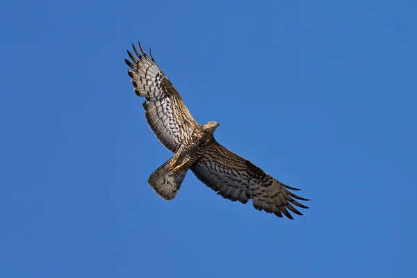 Verge Miel Européenne Vol Avec Ciel Bleu Arrière Plan — Photo