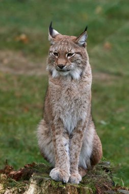 Avrasya vaşağı (Lynx vaşak) doğal ortamında