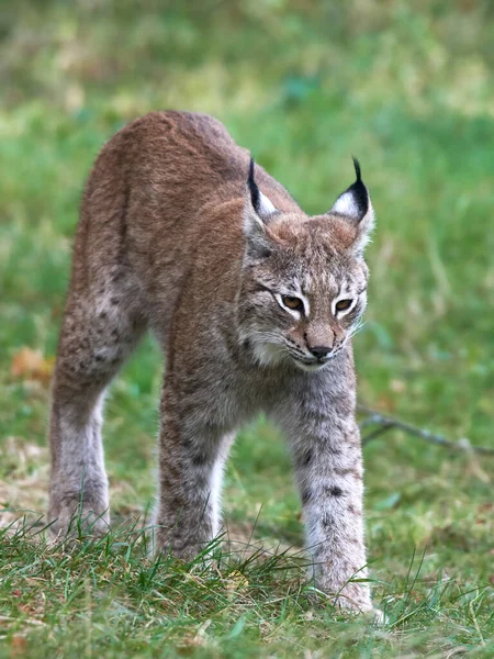 Eurasischer Luchs Lynx Lynx Seiner Natürlichen Umgebung — Stockfoto