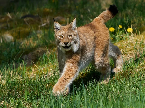 Linho Eurásia Lynx Lynx Seu Ambiente Natural — Fotografia de Stock