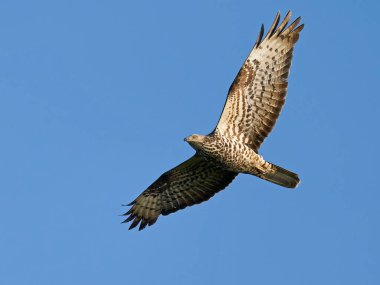 Avrupa bal şahini (Pernis apivorus) arka planda mavi gökyüzü ile uçuyor