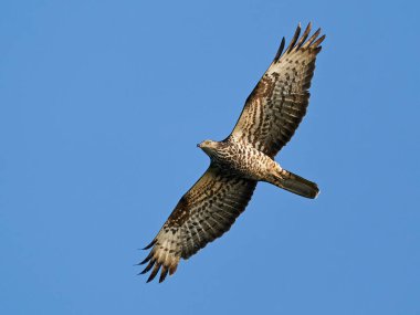 Avrupa bal şahini (Pernis apivorus) arka planda mavi gökyüzü ile uçuyor