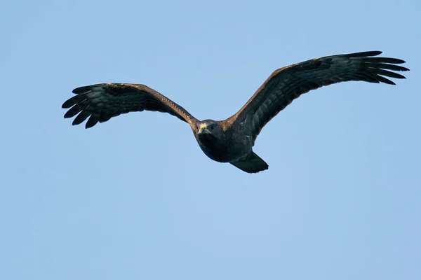 Avrupa Bal Şahini Pernis Apivorus Arka Planda Mavi Gökyüzü Ile — Stok fotoğraf