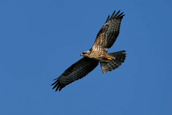 Europäischer Wespenbussard Pernis Apivorus Flug Mit Blauem Himmel Hintergrund — Stockfoto