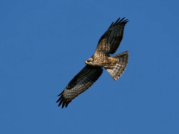 European Honey Buzzard Pernis Apivorus Flight Blue Skies Background — Stock Photo, Image