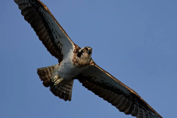 Osprey Pandion Haliaetus Flight Its Natural Habitat Sweden — Stock Photo, Image