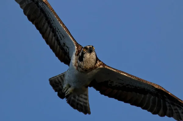 Osprey Pandion Haliaetus Voo Seu Habitat Natural Suécia — Fotografia de Stock