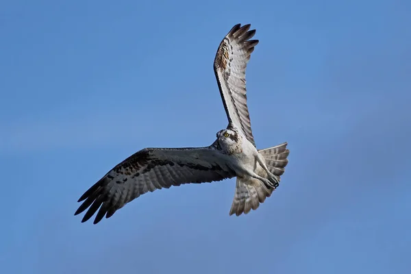 Osprey Pandion Haliaetus Летить Природному Середовищі Швеції — стокове фото