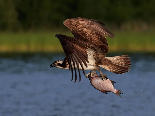 Osprey Pandion Haliaetus Vuelo Hábitat Natural Suecia —  Fotos de Stock