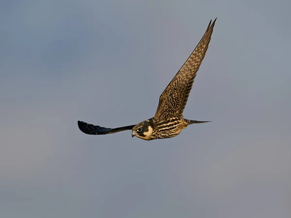 在丹麦自然环境中飞行的欧亚业余爱好 Falco Subbuteo — 图库照片