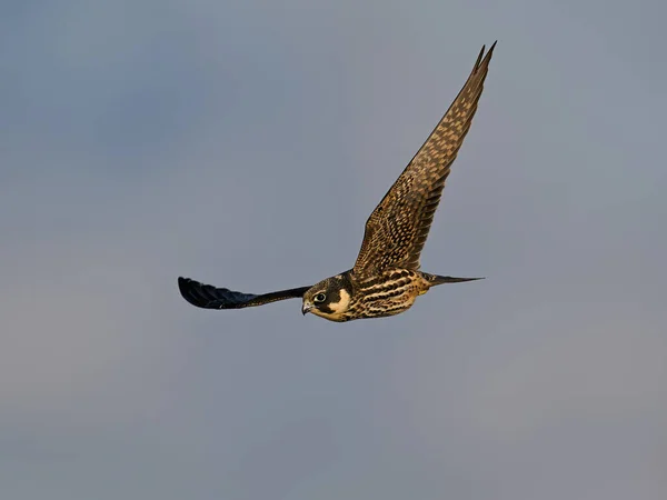 Eurasian Hobby Falco Subbuteo Flight Its Natural Enviroment Denmark — Stock Photo, Image