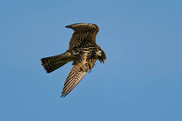 Euraziatische Hobby Falco Subbuteo Tijdens Vlucht Zijn Natuurlijke Omgeving Denemarken — Stockfoto