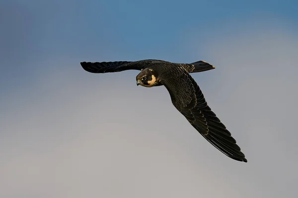 Hobby Eurasiatico Falco Subbuteo Volo Nel Suo Ambiente Naturale Danimarca — Foto Stock