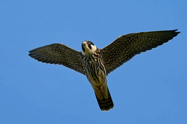 Hobby Eurasiatico Falco Subbuteo Volo Nel Suo Ambiente Naturale Danimarca — Foto Stock