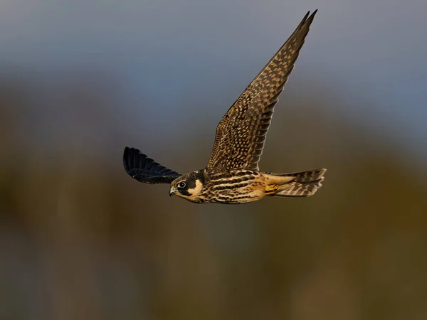 Hobby Eurasiano Falco Subbuteo Voo Seu Ambiente Natural Dinamarca — Fotografia de Stock