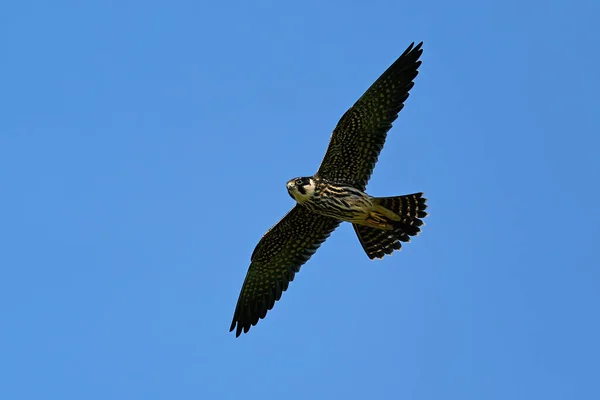 Euraziatische Hobby Falco Subbuteo Tijdens Vlucht Zijn Natuurlijke Omgeving Denemarken — Stockfoto