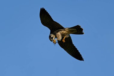 Avrasya hobisi (Falco subbuteo) Danimarka 'daki doğal ortamında uçuyor