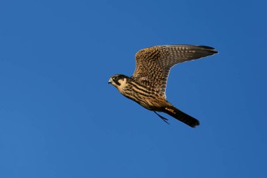 Avrasya hobisi (Falco subbuteo) Danimarka 'daki doğal ortamında uçuyor