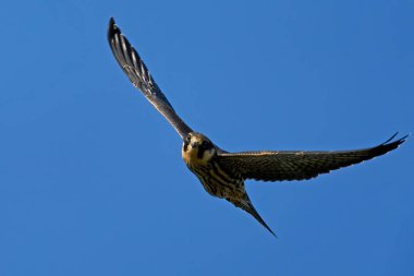 Avrasya hobisi (Falco subbuteo) Danimarka 'daki doğal ortamında uçuyor