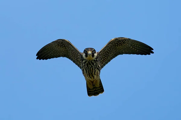 Hobby Eurasien Falco Subbuteo Vol Dans Son Environnement Naturel Danemark — Photo