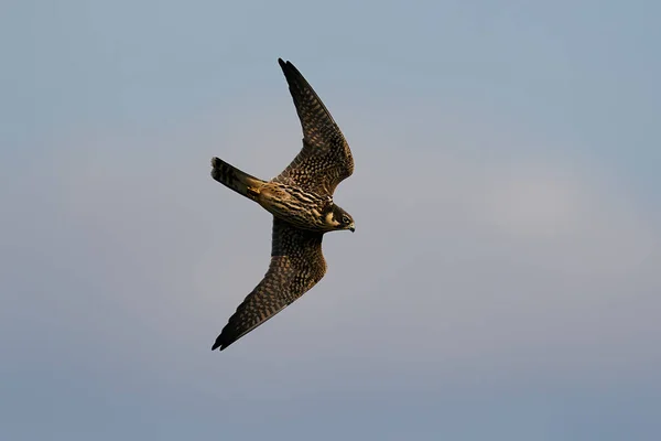 Euraziatische Hobby Falco Subbuteo Tijdens Vlucht Zijn Natuurlijke Omgeving Denemarken — Stockfoto