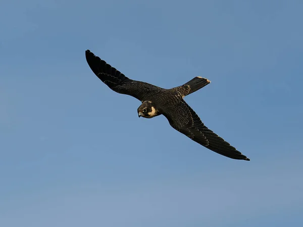Евразийское Хобби Falco Subbuteo Полете Естественной Среде Дании — стоковое фото