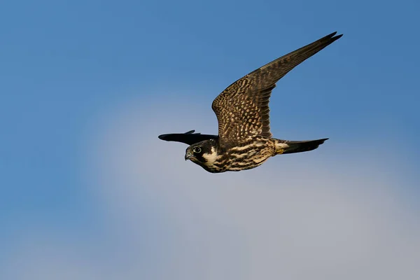 Hobby Eurasiatico Falco Subbuteo Volo Nel Suo Ambiente Naturale Danimarca — Foto Stock