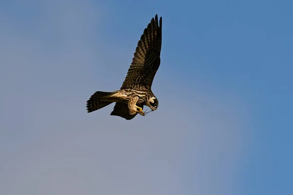 在丹麦自然环境中飞行的欧亚业余爱好 Falco Subbuteo — 图库照片