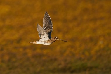 Danimarka 'daki doğal ortamında yaygın çulluk (Gallinago gallinago)