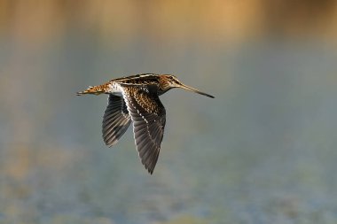 Common snipe (Gallinago gallinago) in its natural enviroment in Denmark clipart