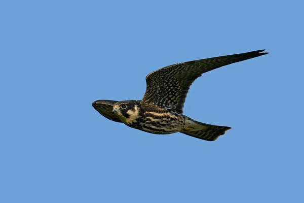 Hobby Eurasiano Falco Subbuteo Voo Seu Ambiente Natural Dinamarca — Fotografia de Stock