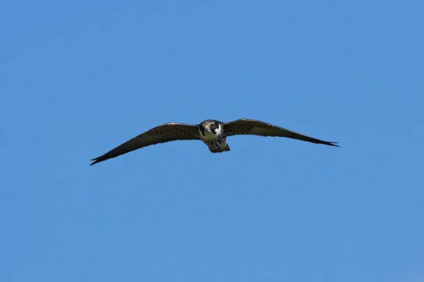 Eurasian Hobby Falco Subbuteo Flight Its Natural Enviroment Denmark — Stock Photo, Image