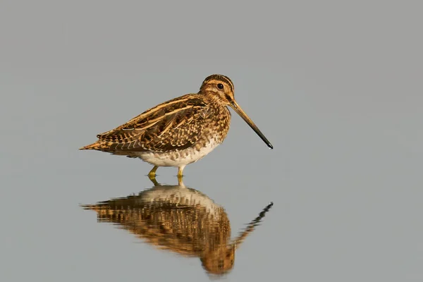 Common Snipe Gallinago Gallinago Its Natural Enviroment Denmark — Stock Photo, Image