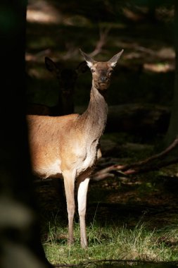 Kızıl geyik (Cervus elaphus) Danimarka 'daki doğal habitatında