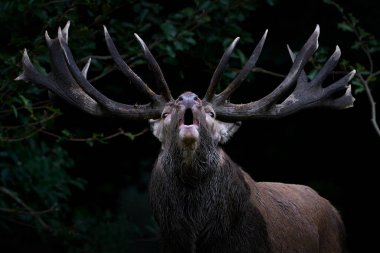Kızıl geyik (Cervus elaphus) Danimarka 'daki doğal habitatında